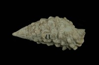 藏品(棘蟹守螺)的圖片